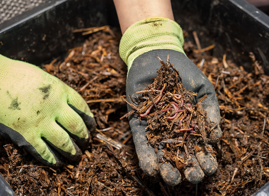 compost miscanthus